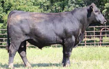 Lot 13 - 913U TG 5138D ET